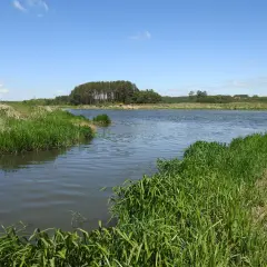 Spokojny lewy dopływ Bugu otoczony bujną zielenią. W oddali las i błękitne niebo.