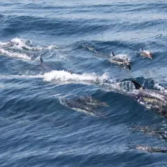 Stado delfinów pływa w błękitnych falach oceanu, pokazując, gdzie żyją delfiny.