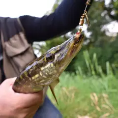 Wędkarz trzyma złowionego szczupaka, który wkrótce wróci do wody. Okres ochronny szczupaka to czas, gdy należy go wypuszczać.