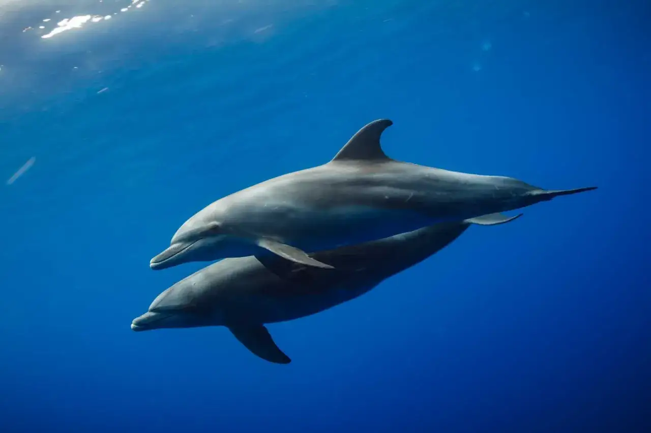 Dwa delfiny pływające w głębokim, błękitnym oceanie. To ich naturalne środowisko, gdzie żyją delfiny.